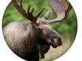 Game Animal Quiz 