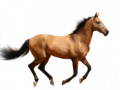 Game Create Your Own Horse