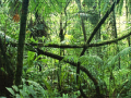 Game Jigsaw puzzle: Rainforest