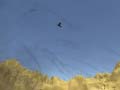 Game Toucan Shooter