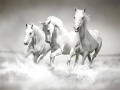 Game Horses Puzzle