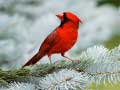 Game Birds Puzzle