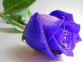 Game Blue Roses