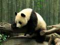 Game Pandas Puzzle