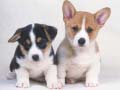 Game Cute Puppies Puzzle