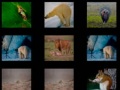 Game Animal Memory