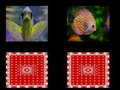 Game fish memory