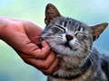 Game Tickling Cat