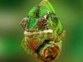Game Chameleon Jigsaw