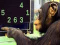 Game Memory Chimp