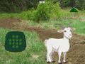 Game Goat Find The Child