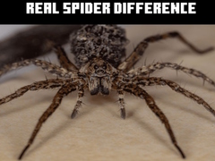 Game Real Spider Difference