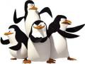 Pinguin kaulinan Madagaskar 
